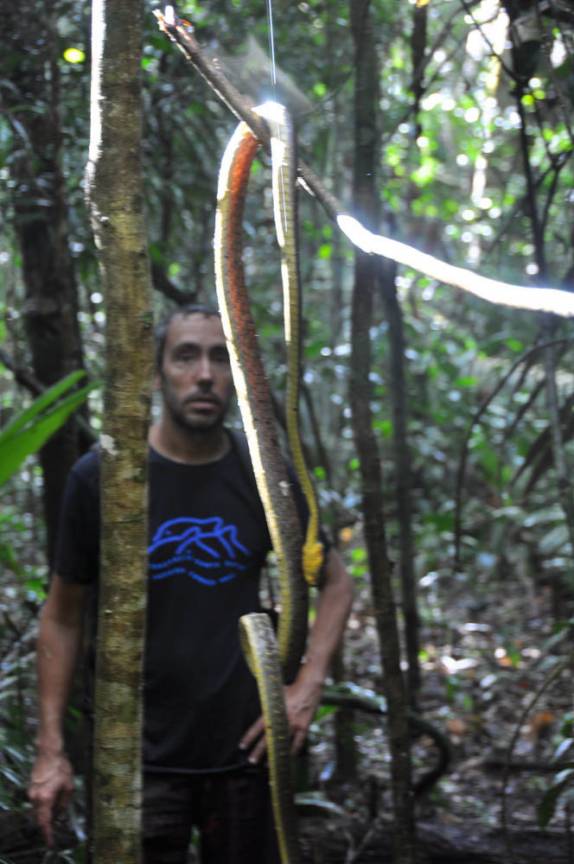 Observando Caninana de quase três metros, morta, na FLONA, comunidade de São Domingo, região de Alter do Chão - PA